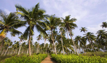  Maratona di São Tomé